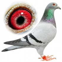 MCGEE – BE12-3112239