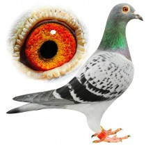 CALDWELL – BE12-3112312