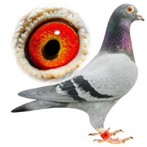 MORROW – BE12-3144318