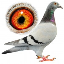 COFFIN – BE13-3113015