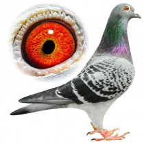 BYE – BE13-3113024