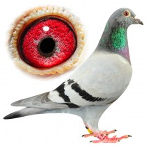 MARTIN LEAKE – BE13-3113086