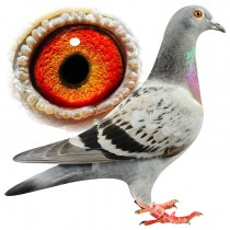 HAMILTON – BE13-3113102