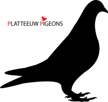 RICKETTS – BE11-3175069