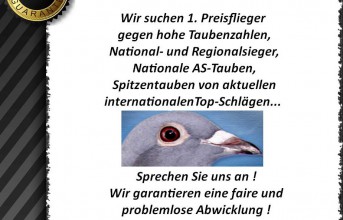 Wir suchen 1. Preisflieger, AS-Tauben, Spitzentauben...