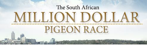 Million Dollar Pigeon Corrida do Sul Africano - Endflug am 24. Januar 2015