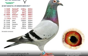 BE-11-5008412 "Sandy"