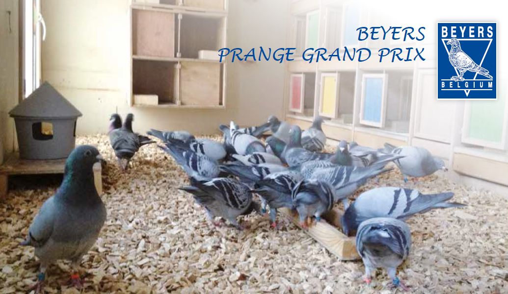 BEYERS PRANGE GRAND PRIX - THE INFLUENCE OF TOP ATHLETES ...