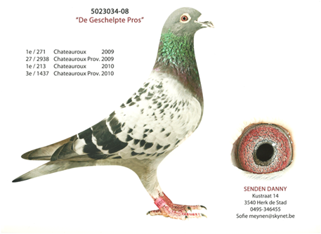 5023034 Geschelpte Pros