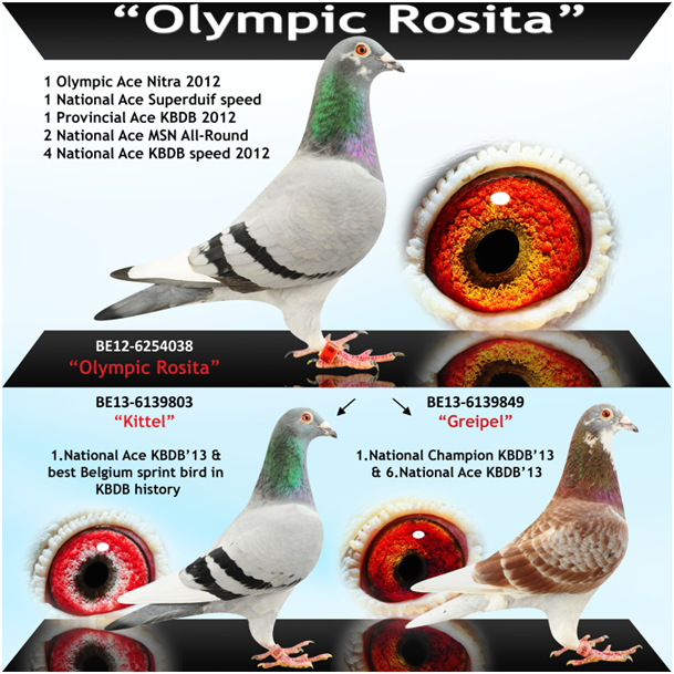 BE12-6254038 Olympic Rosita