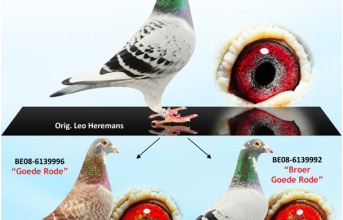 BE07-6387871 Golden Lady