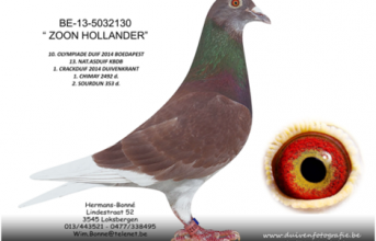 BE-13-5032130 "ZOON HOLLANDER"