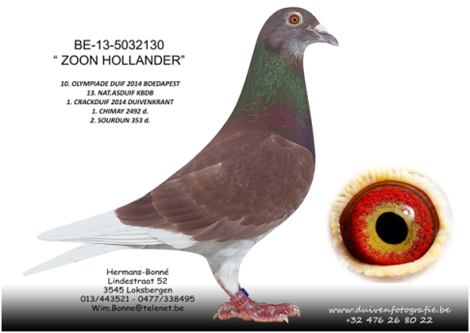 BE-13-5032130 "ZOON HOLLANDER"