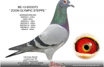 BE-13-5033373 "ZOON OLYMPIC STEPPE"