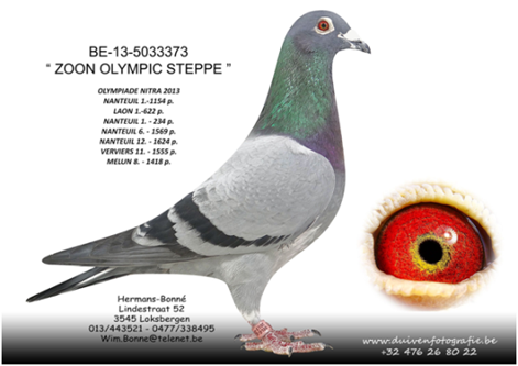 BE-13-5033373 "ZOON OLYMPIC STEPPE"