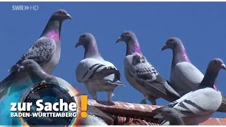 Anschläge auf Greifvögel - Andreas Drapa äußert sich aktuell gegenüber dem SWR...