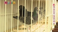 TV movie about the pigeon Olympiad in Brussels in 2017 ...