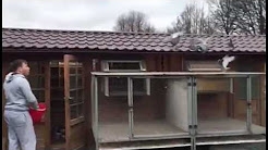 Erfolgreicher Taubensport – Jungtauben Ausbildung bei Denis Faber...