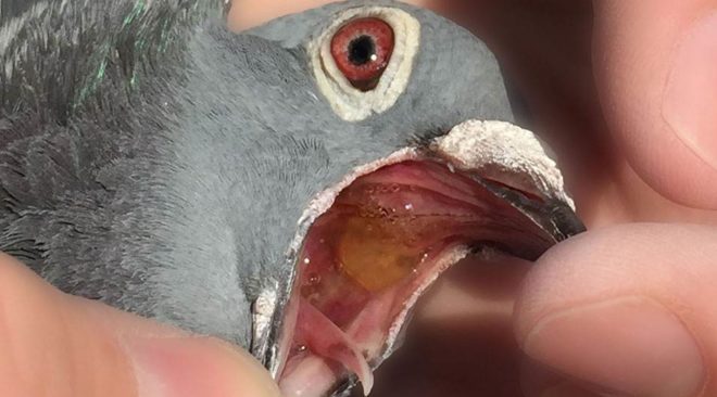 Freie obere Luftwege für Spitzenpreise...