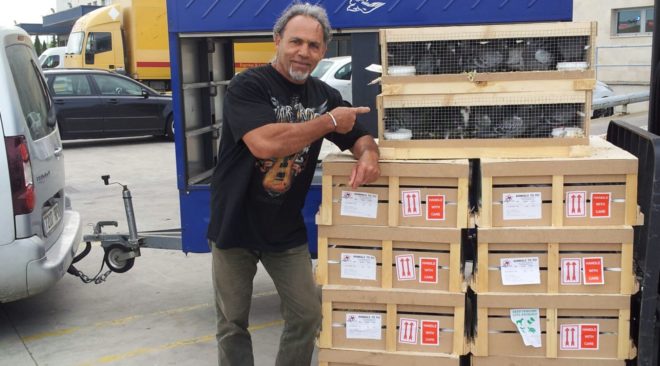 MALLORCA DERBY - Zweiter Transport von Derbytauben abgeschlossen...