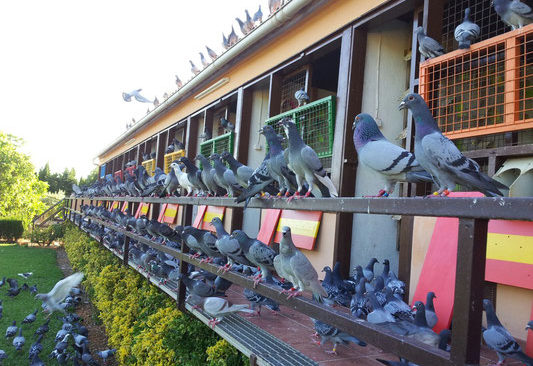 MALLORCA DERBY 2017 - Derbytauben fühlen sich auf Mallorca sehr wohl...
