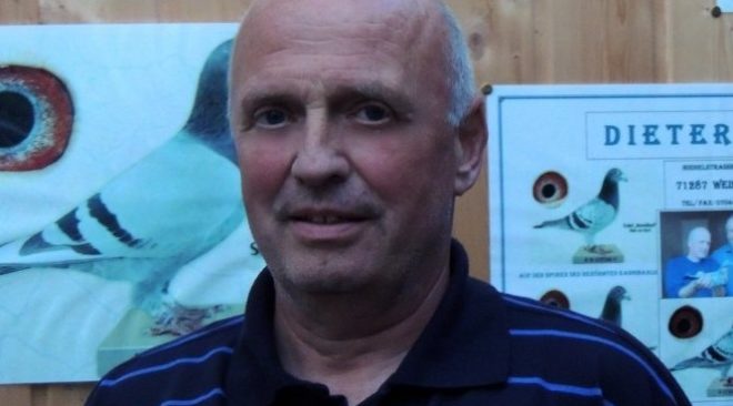 Dieter Wöhr - 12 x 1e prijs in 2016 en 13 x 1e prijs in 2017 - van uitzonderlijke stieren weer broeden behalve duiven ...