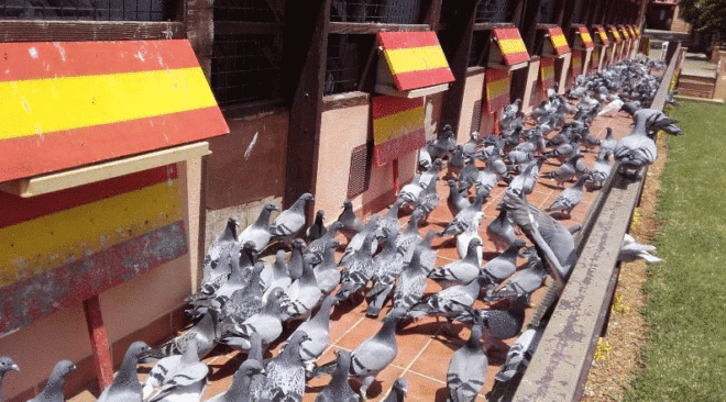 MAJORQUE DERBY 2018 - le dernier groupe de pigeon est arrivé sur la Côte ...