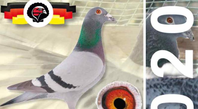 EXKLUSIV - Die neue KLAUS Taubenpost 2020...