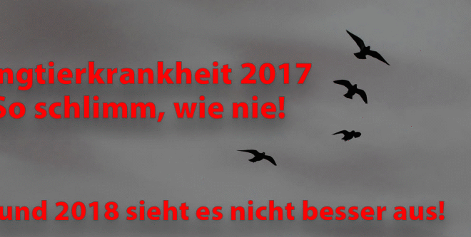 Die Jungtierkrankheit fordert hohe Tierverluste - von Alfred Berger...