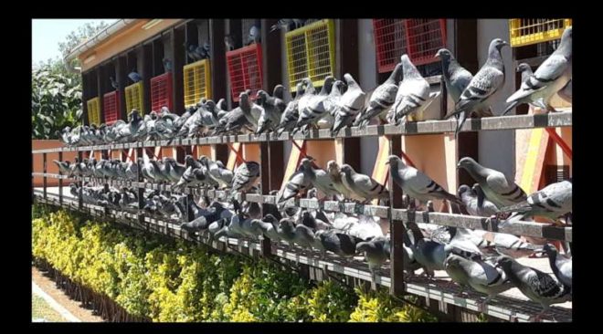 DERBY MALLORCA 2019 - News from the training of the Derby pigeons ...