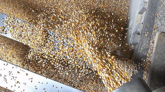 Mischfutter für unsere Tauben im Wandel der Zeit