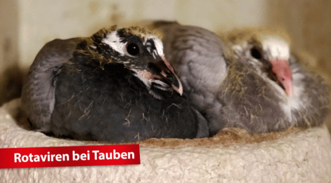 Rotaviren bei Tauben...