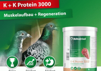 K+K Protein® 3000 - Regeneration unterstützen...