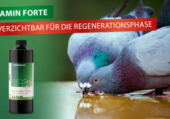 Bt Amin forte – unverzichtbar für die Regenerationsphase...
