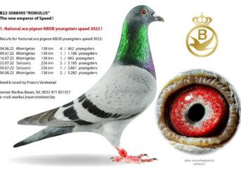 ¡Francis Vanhamel gana con "ROMULUS" B22-5088495 el 1er Nacional AS paloma KBDB jóvenes de corta distancia 2022!