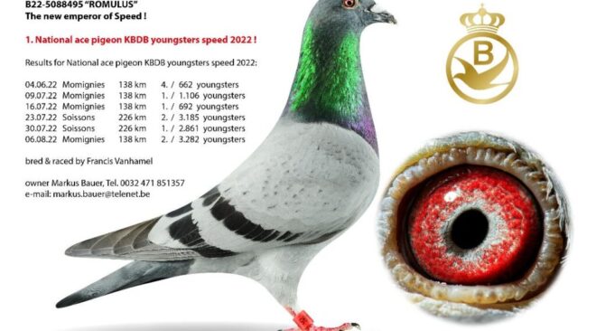 Francis Vanhamel wint met "ROMULUS" B22-5088495 de 1e Nationaal AS duif KBDB snelheid jonge duiven 2022!