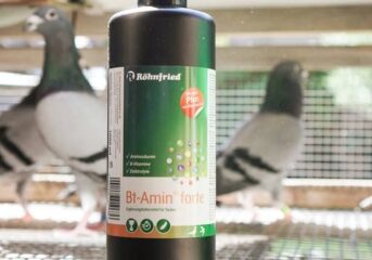 Bt Amin forte – unverzichtbar für die Regenerationsphase...