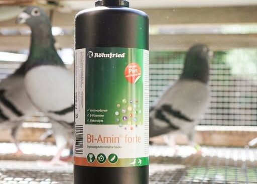 Bt Amin forte – unverzichtbar für die Regenerationsphase...