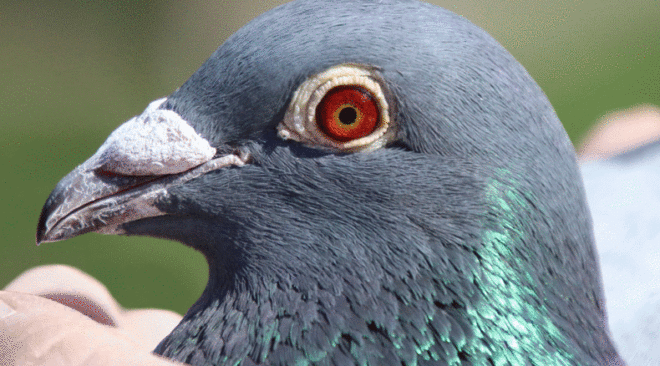 NEU - RÖHNFRIED Courier 2026...