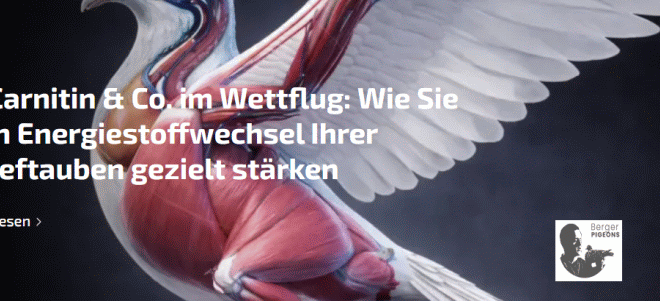 BergerPIGEONS - Carnitin &amp; Co. im Wettflug...