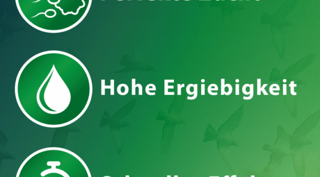 RÖHNFRIED - perfekte Zucht...