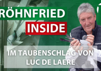 Röhnfried Inside: Taubensport aus nächster Nähe...